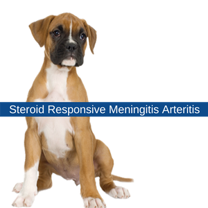Steroid Responsive Meningitis Arteritis SRMA