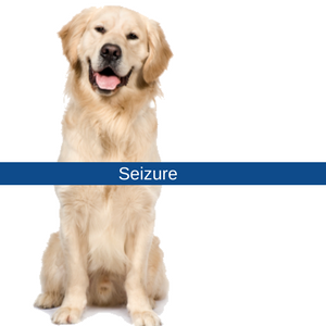 Seizure In Pets Bush Veterinary Neurology Service