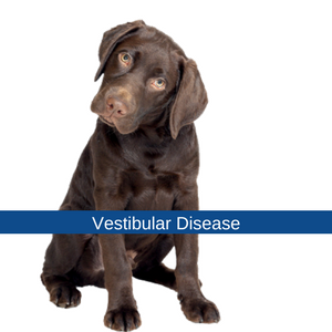 vestibular therapy for dogs