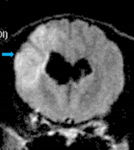 Lucy MRI (3)