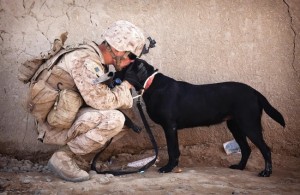 dog_and_soldier2014