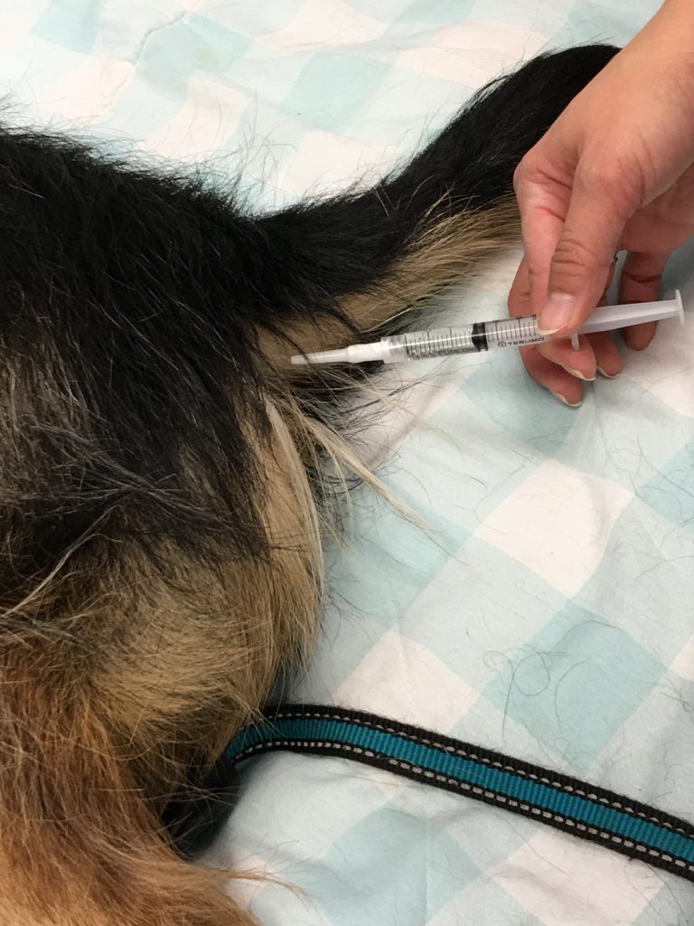Ivermectin for roundworms in dogs