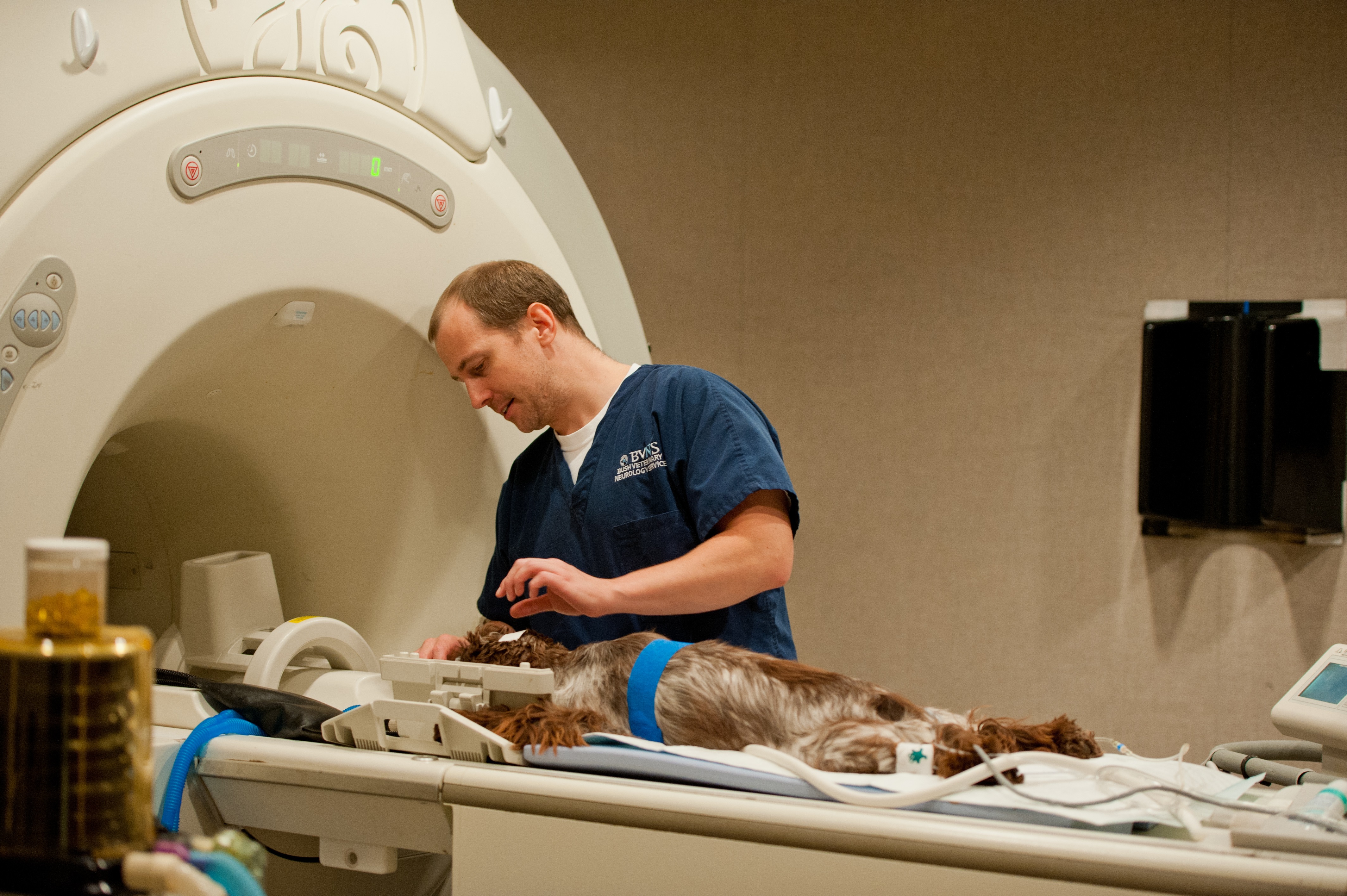 MRI in Pets: What to expect | Bush Veterinary Neurology Service