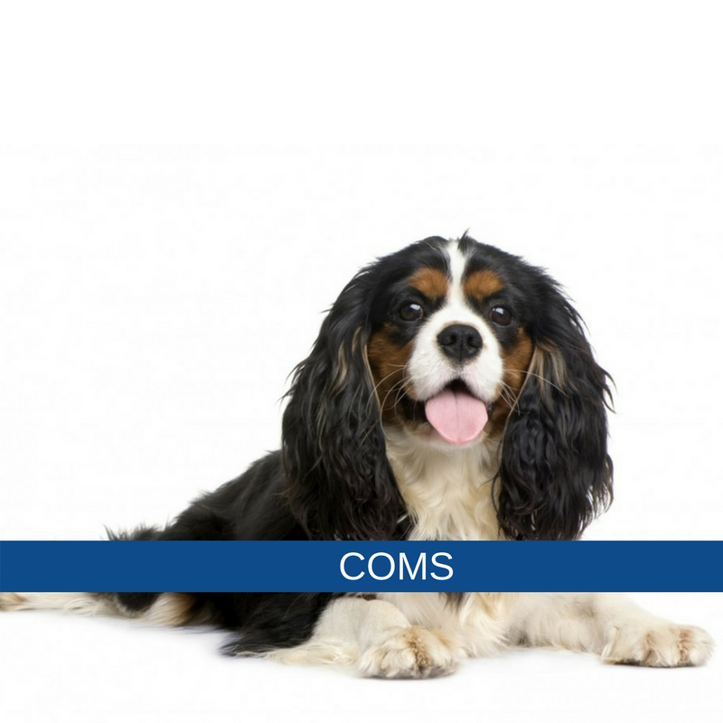 syringomyelia in dogs