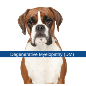can humans get degenerative myelopathy